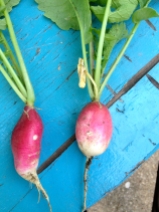 My first radishes :)