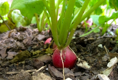 radish growing